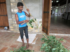 Removing leaves